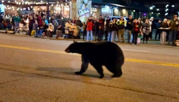 Αρκούδα εισέβαλε σε χριστουγεννιάτικη παρέλαση στο Τενεσί (ΒΙΝΤΕΟ)
