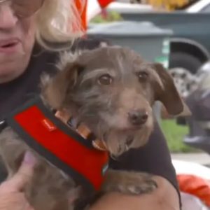 «Το θαύμα των Χριστουγέννων»: Σκύλος που εξαφανίστηκε το 2021 βρέθηκε σε καταφύγιο ζώων σε απόσταση 3.200 χιλιομέτρων  (ΒΙΝΤΕΟ)