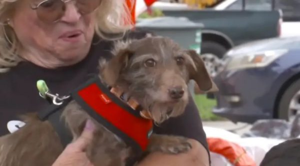 «Το θαύμα των Χριστουγέννων»: Σκύλος που εξαφανίστηκε το 2021 βρέθηκε σε καταφύγιο ζώων σε απόσταση 3.200 χιλιομέτρων  (ΒΙΝΤΕΟ)