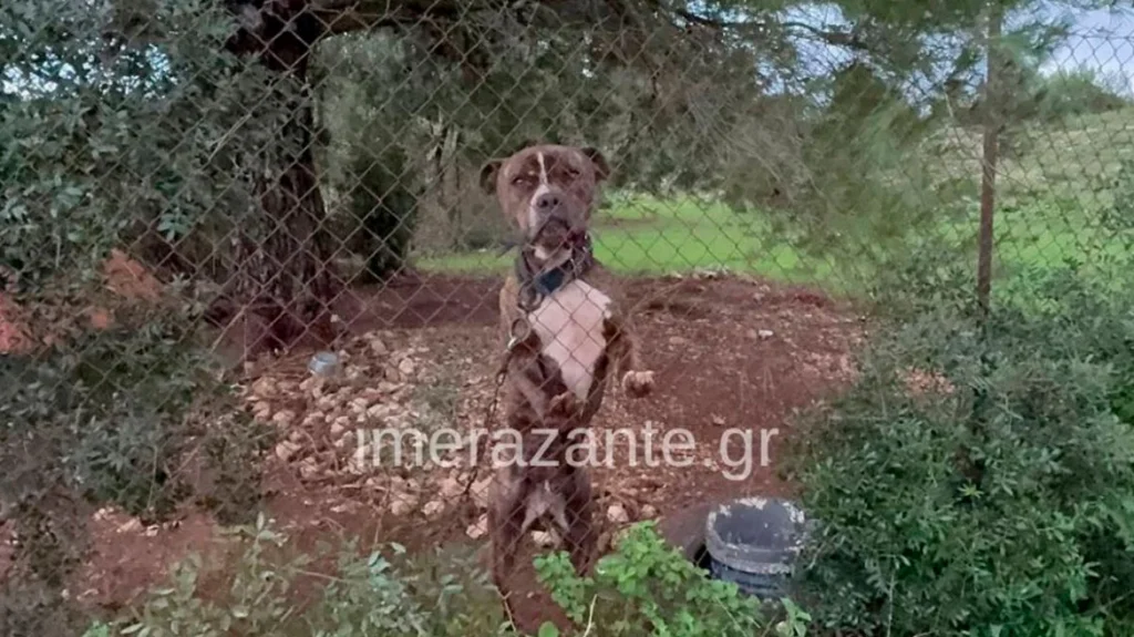 Ζάκυνθος: «Τον άφησα 30 δευτερόλεπτα από τα μάτια μου», λέει ο πατέρας του 2χρονου – «20 σκυλιά είχε η οικογένεια του»