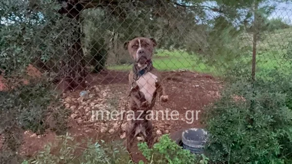 Ζάκυνθος: «Τον άφησα 30 δευτερόλεπτα από τα μάτια μου», λέει ο πατέρας του 2χρονου – «20 σκυλιά είχε η οικογένεια του»