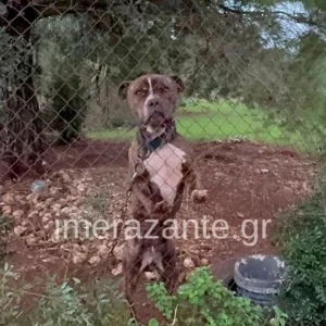 Τραγωδία στη Ζάκυνθο: Το επόμενο διάστημα θα αποφασιστεί αν θα θανατωθεί το πίτμπουλ που σκότωσε το 2χρονο παιδάκι