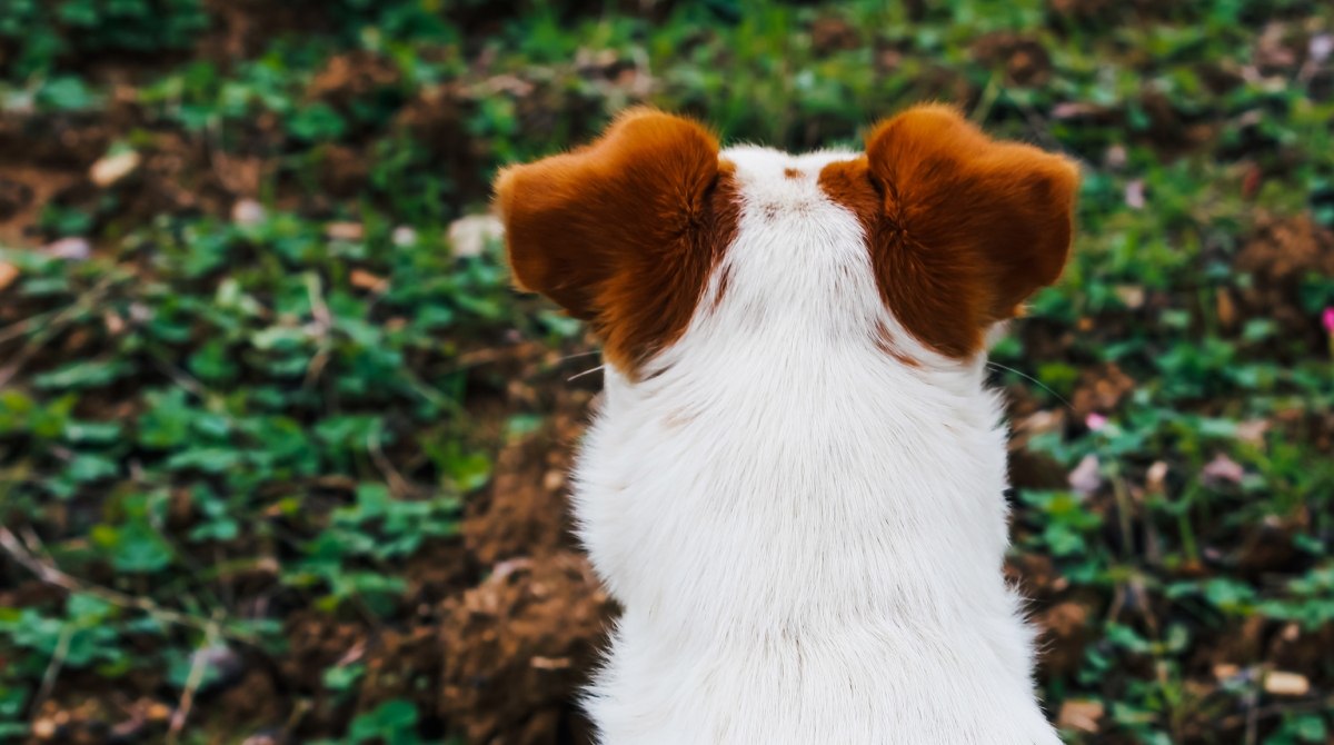 Πέθανε και το τελευταίο κουτάβι, το μοναδικό που διασώθηκε, από αυτά που πέταξαν ασυνείδητοι σε γκρεμό στο Πήλιο