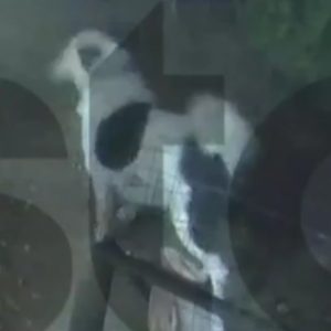 Άγιος Δημήτριος: Σκύλος πήδηξε τελευταία στιγμή από αυλή που κατέρρεε από την κακοκαιρία - Δείτε βίντεο