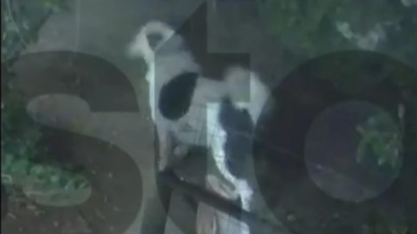 Άγιος Δημήτριος: Σκύλος πήδηξε τελευταία στιγμή από αυλή που κατέρρεε από την κακοκαιρία - Δείτε βίντεο