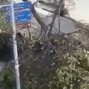 Θεσσαλονίκη: Δέντρα έπεσαν εξαιτίας των θυελλωδών ανέμων