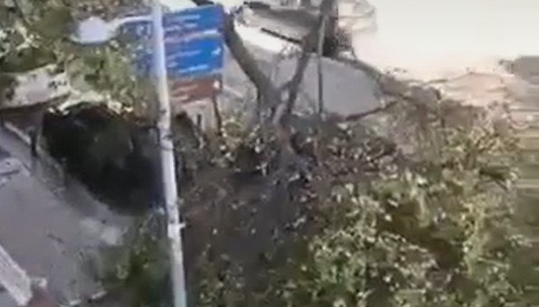 Θεσσαλονίκη: Δέντρα έπεσαν εξαιτίας των θυελλωδών ανέμων