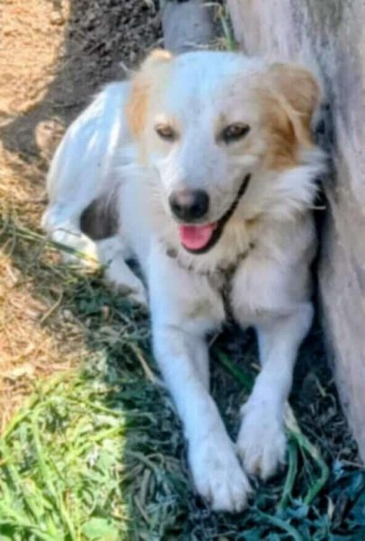 Χάθηκε ο σκύλος της φωτογραφίας