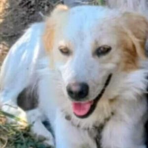 Χάθηκε ο σκύλος της φωτογραφίας