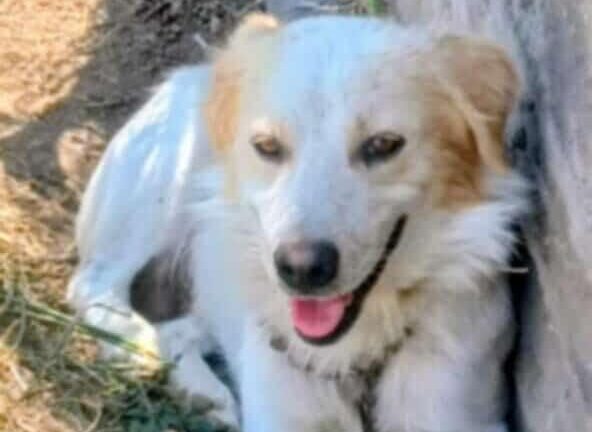 Χάθηκε ο σκύλος της φωτογραφίας