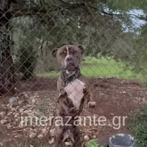 Συνελήφθησαν οι γονείς του 2χρονου αγοριού από τη Ζάκυνθο που πέθανε μετά από επίθεση σκύλου - «Πάει το παιδάκι μου» είπε συντετριμμένος ο πατέρας