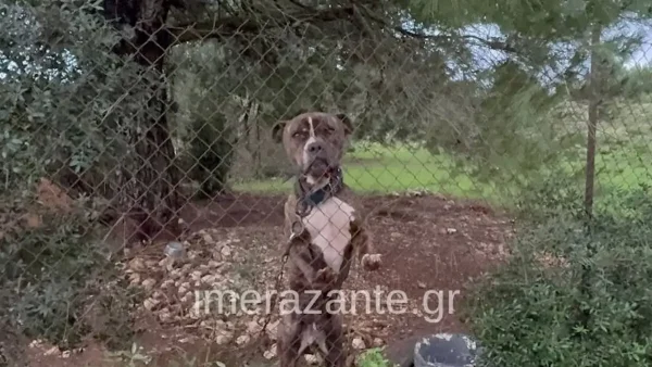 «Το παιδί μου με είδε, μου χαμογέλασε και πέθανε»: Συγκλονίζει ο πατέρας μετά την επίθεση του πίτμπουλ στη Ζάκυνθο