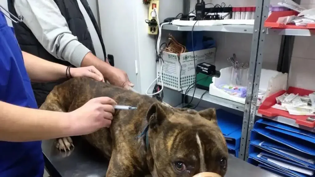 Ζάκυνθος: «Δεν μπορεί να εξημερωθεί» λέει η φιλοζωική για το πίτμπουλ που κατασπάραξε τον 2χρονο