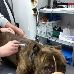 Ζάκυνθος: «Δεν μπορεί να εξημερωθεί» λέει η φιλοζωική για το πίτμπουλ που κατασπάραξε τον 2χρονο