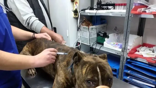 Ζάκυνθος: «Δεν μπορεί να εξημερωθεί» λέει η φιλοζωική για το πίτμπουλ που κατασπάραξε τον 2χρονο