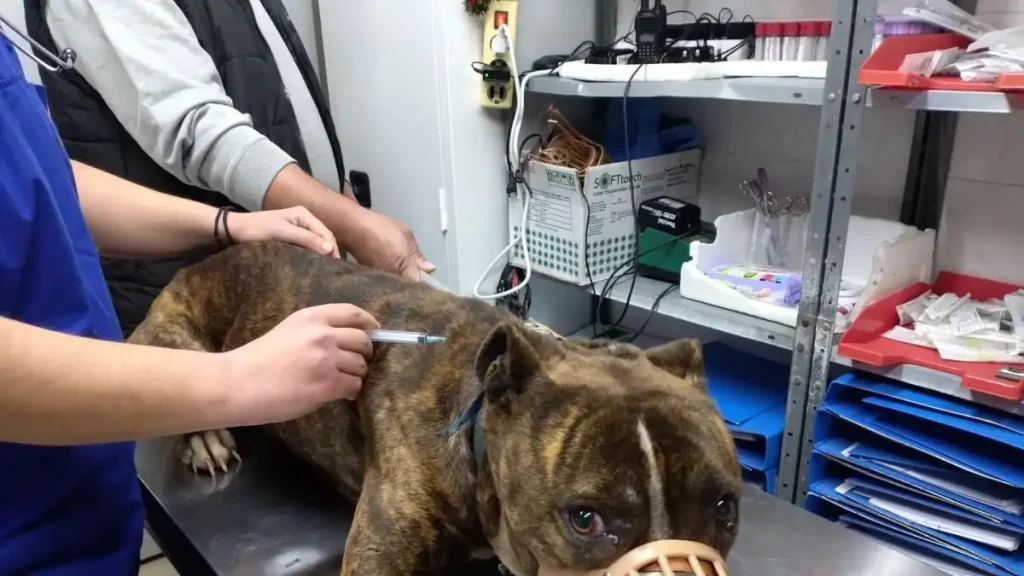 Ζάκυνθος: Στις 15:00 το τελευταίο αντίο στον 2χρονο – Σε κέντρο περίθαλψης αδέσποτων το πίτμπουλ που τον κατασπάραξε