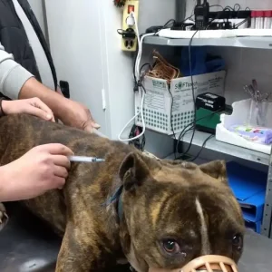 Ζάκυνθος: Στις 15:00 το τελευταίο αντίο στον 2χρονο – Σε κέντρο περίθαλψης αδέσποτων το πίτμπουλ που τον κατασπάραξε