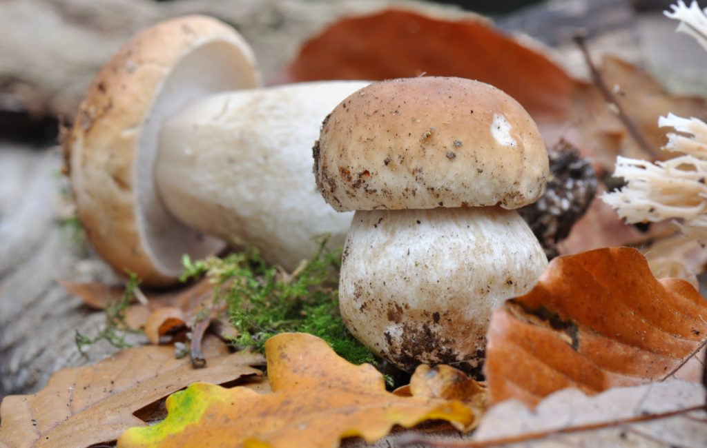 Το τρόφιμο που θα «λατρέψει» το έντερό σας – Παρέχει ίνες, πρωτεΐνες και βιταμίνη D