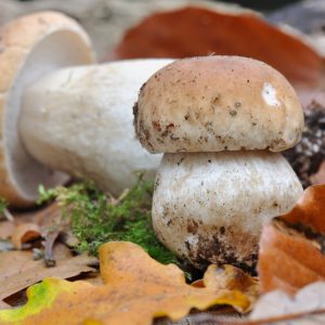 Το τρόφιμο που θα «λατρέψει» το έντερό σας – Παρέχει ίνες, πρωτεΐνες και βιταμίνη D