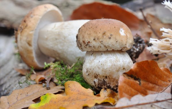 Το τρόφιμο που θα «λατρέψει» το έντερό σας – Παρέχει ίνες, πρωτεΐνες και βιταμίνη D