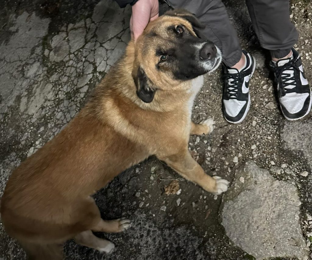 Σκυλάκι χρειάζεται τη βοήθεια μας