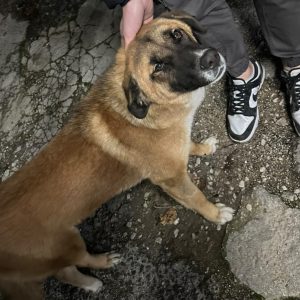 Σκυλάκι χρειάζεται τη βοήθεια μας