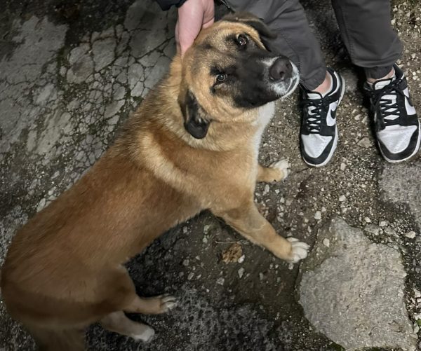 Σκυλάκι χρειάζεται τη βοήθεια μας