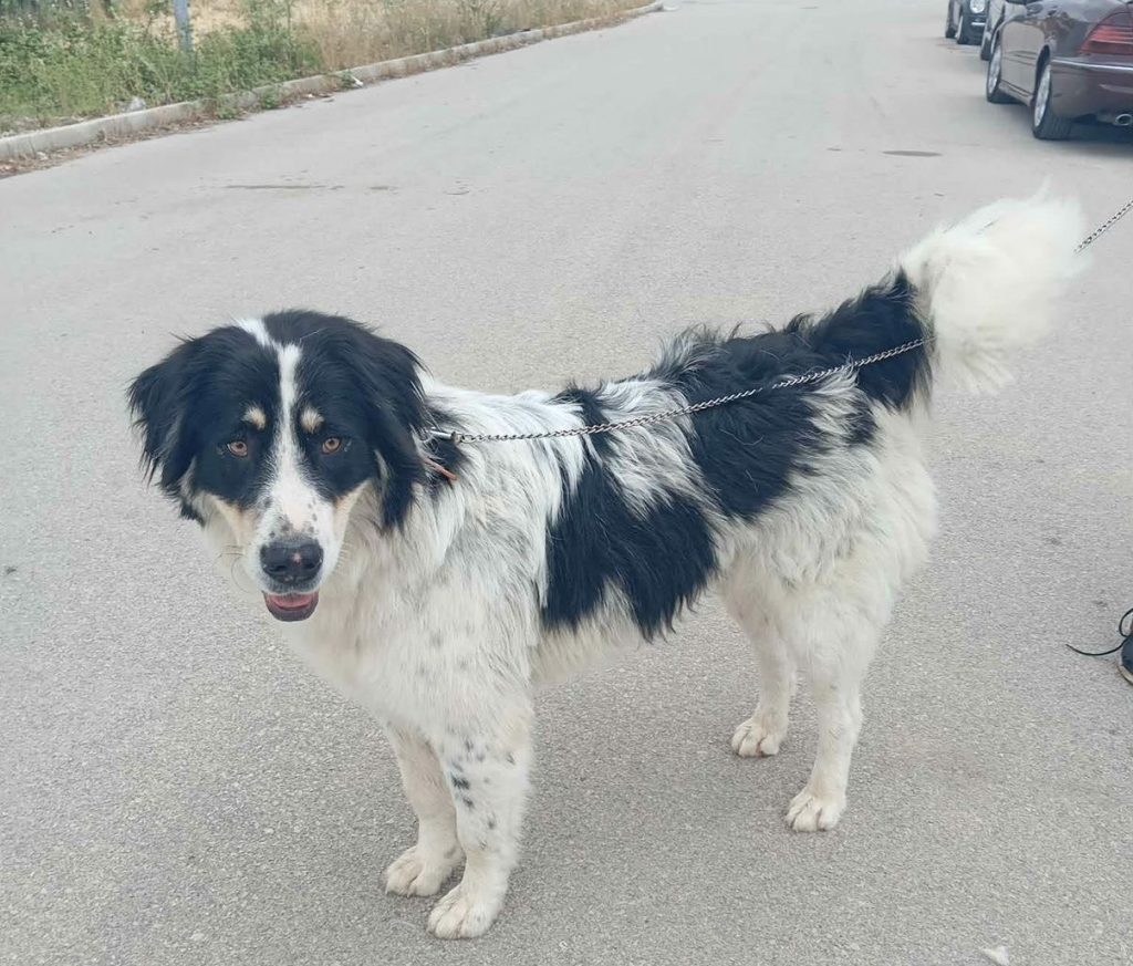 Χάθηκε σκύλος στην περιοχή του «ΜΕΤΡΟ»