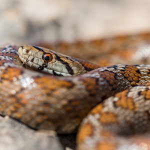 «Μωρό μου, μην κουνηθείς»: Ξύπνησε και βρήκε έναν τεράστιο πύθωνα πάνω στο στήθος της