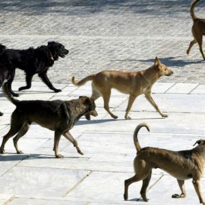 Τα αδέσποτα στη Λαμία: Μερικές χιλιοειπωμένες σκέψεις και προτάσεις