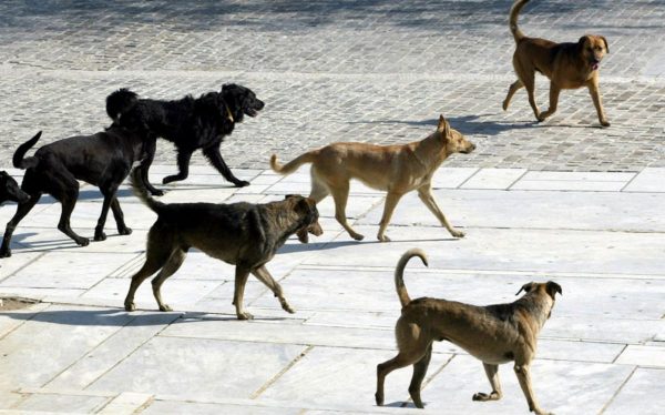 Τα αδέσποτα στη Λαμία: Μερικές χιλιοειπωμένες σκέψεις και προτάσεις