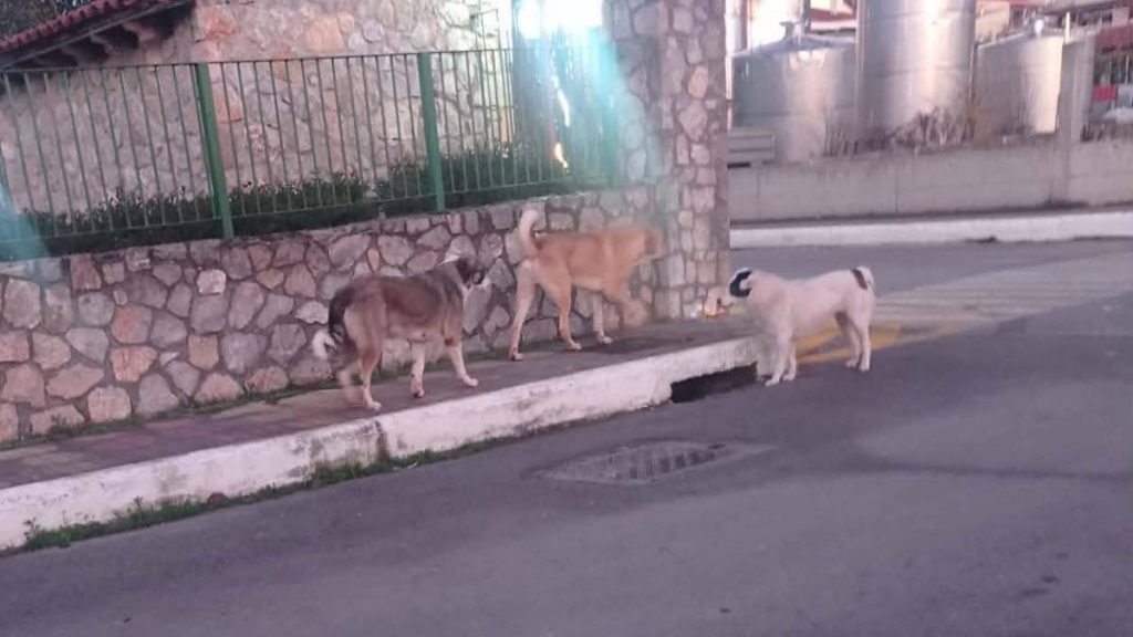 Στο χειρουργείο 7χρονος μετά από άγρια επίθεση αδέσποτων σκυλιών