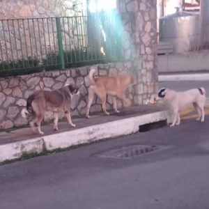 Στο χειρουργείο 7χρονος μετά από άγρια επίθεση αδέσποτων σκυλιών