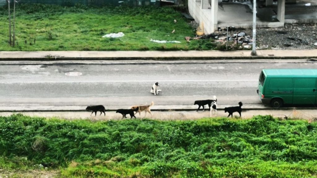 Επικίνδυνη αγέλη σκυλιών σε γειτονιά της Λαμίας