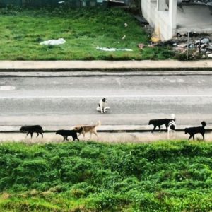 Επικίνδυνη αγέλη σκυλιών σε γειτονιά της Λαμίας