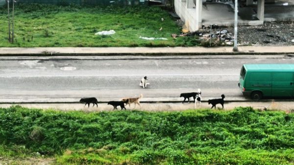 Επικίνδυνη αγέλη σκυλιών σε γειτονιά της Λαμίας