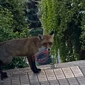 Αλεπού κόβει βόλτες σε δρόμους στο Παγκράτι Αττικής