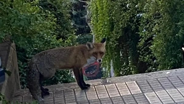 Αλεπού κόβει βόλτες σε δρόμους στο Παγκράτι Αττικής