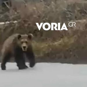Κοζάνη: Αναρχία στον… χειμέριο ύπνο από αρκούδα που βολτάρει σε χωριό της Εορδαίας (BINTEO)