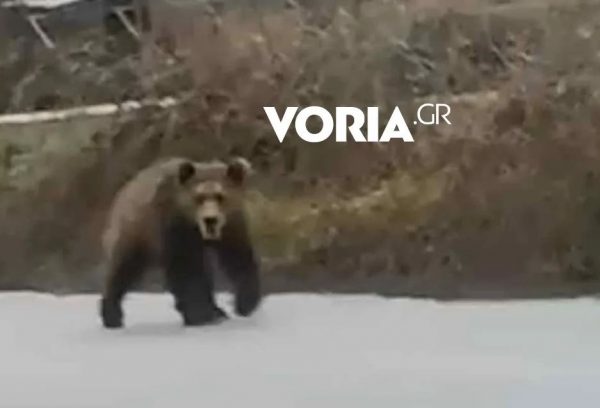 Κοζάνη: Αναρχία στον… χειμέριο ύπνο από αρκούδα που βολτάρει σε χωριό της Εορδαίας (BINTEO)