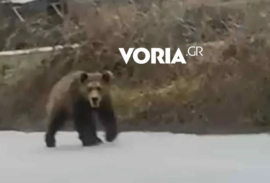 Κοζάνη: Αναρχία στον… χειμέριο ύπνο από αρκούδα που βολτάρει σε χωριό της Εορδαίας (BINTEO)