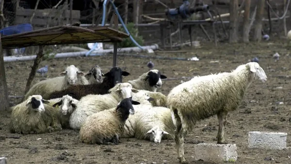 Ηράκλειο: Μπήκαν σε στάνη και έσφαξαν 40 αρνιά – Τρεις συλλήψεις για ζωοκτονία