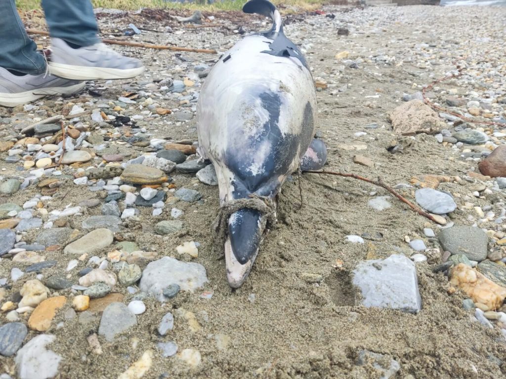 Νεκρό δελφίνι με δεμένο το ρύγχος του εντοπίστηκε στα Πλατανίδια (ΦΩΤΟ)