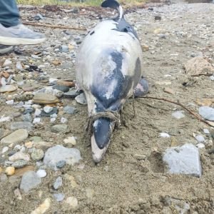 Νεκρό δελφίνι με δεμένο το ρύγχος του εντοπίστηκε στα Πλατανίδια (ΦΩΤΟ)