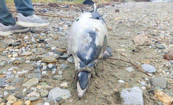 Νεκρό δελφίνι με δεμένο το ρύγχος του εντοπίστηκε στα Πλατανίδια (ΦΩΤΟ)