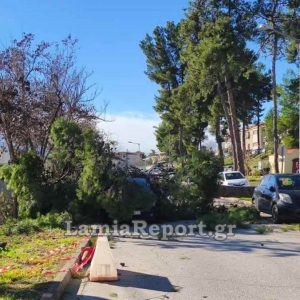 Έπεσε μεγάλο δέντρο σε αυτοκίνητα στο Νοσοκομείο Λαμίας - Τρέχουν και δεν φτάνουν οι πυροσβέστες για δέντρα που έριξε ο δυνατός αέρας - ΒΙΝΤΕΟ