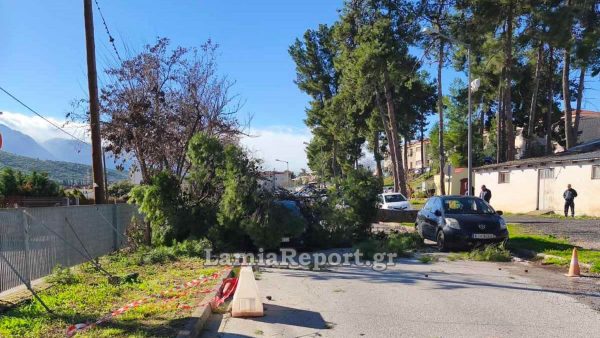Έπεσε μεγάλο δέντρο σε αυτοκίνητα στο Νοσοκομείο Λαμίας - Τρέχουν και δεν φτάνουν οι πυροσβέστες για δέντρα που έριξε ο δυνατός αέρας - ΒΙΝΤΕΟ