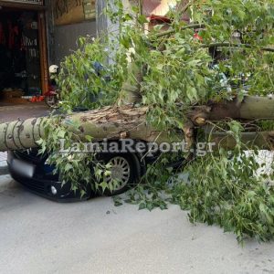 Λαμία: Έπεσε δέντρο πάνω σε αυτοκίνητα στο κέντρο της πόλης - Από τύχη δεν υπήρξε τραυματισμός (ΒΙΝΤΕΟ-ΦΩΤΟ)