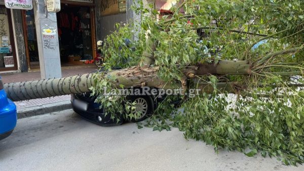 Λαμία: Έπεσε δέντρο πάνω σε αυτοκίνητα στο κέντρο της πόλης - Από τύχη δεν υπήρξε τραυματισμός (ΒΙΝΤΕΟ-ΦΩΤΟ)