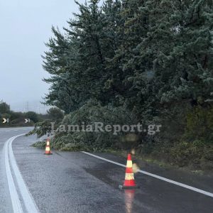 Προσοχή στους οδηγούς: Δέντρο έπεσε στο δρόμο Θερμοπυλών - Ιτέας